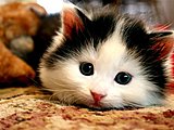 Click image for larger version

Name:	cute-pet-cat.jpg
Views:	8
Size:	31.8 KB
ID:	52334