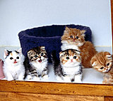 Click image for larger version

Name:	super_cute_kittens.jpg
Views:	5
Size:	50.7 KB
ID:	52336