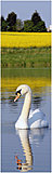 Click image for larger version

Name:	swan1.jpg
Views:	11
Size:	133.5 KB
ID:	48776