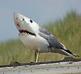 Click image for larger version

Name:	281_shark_seagull.jpg
Views:	6
Size:	66.8 KB
ID:	56765