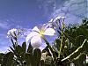 Click image for larger version

Name:	Mexico Flower.jpg‎
Views:	37
Size:	135.7 KB
ID:	23367