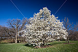 Click image for larger version

Name:	stock-photo-1537348-white-magnolia-tree-in-flower.jpg
Views:	41
Size:	51.0 KB
ID:	64152