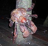 Click image for larger version

Name:	2coconut-crab-scampering4s.jpg
Views:	13
Size:	52.6 KB
ID:	50124