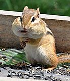 Click image for larger version

Name:	squirrels-mouth-full-with-nuts.jpg
Views:	16
Size:	34.5 KB
ID:	78405