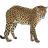 Name:  leopard.png
Views: 3
Size:  4.0 KB