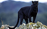 Click image for larger version

Name:	Black-Panther-animals-13128434-1280-800.jpg
Views:	36
Size:	255.4 KB
ID:	83127