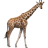 Name:  giraffe.png
Views: 3
Size:  2.8 KB