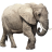 Name:  elephant.png
Views: 3
Size:  5.3 KB