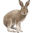 Name:  hare.png
Views: 4
Size:  4.0 KB