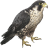 Name:  falcon.png
Views: 3
Size:  4.2 KB