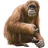 Name:  orangutan.png
Views: 3
Size:  5.4 KB