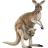 Name:  kangaroo.png
Views: 3
Size:  3.7 KB