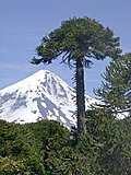 Click image for larger version

Name:	Araucaria_araucana_vor_Lanin_klein.JPG
Views:	36
Size:	80.0 KB
ID:	64181