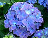 Click image for larger version

Name:	754px-Hydrangea_macrophylla_Blauer_Prinz_2.jpg
Views:	17
Size:	88.0 KB
ID:	73402