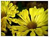 Click image for larger version

Name:	yellow mums.jpg‎
Views:	58
Size:	126.6 KB
ID:	22864