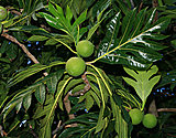 Click image for larger version

Name:	breadfruit.jpg
Views:	18
Size:	93.3 KB
ID:	53516