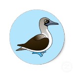 Blue Footed Booby