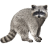 Raccoon