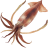 Squid